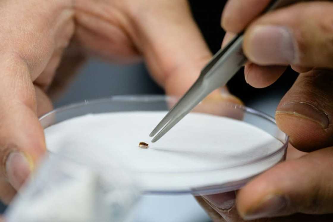 Bedbugs bite people to feed on their blood, creating wounds that can be itchy but do not usually cause other health problems Bedbugs bite people to feed on their blood, creating wounds that can be itchy but do not usually cause other health problems