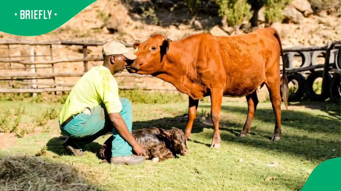 Dedicated farmer Simosakhe Hleko hopes to secure permanent ownership of the R5 million Mooivlei farm with public support Dedicated farmer Simosakhe Hleko hopes to secure permanent ownership of the R5 million Mooivlei farm with public support