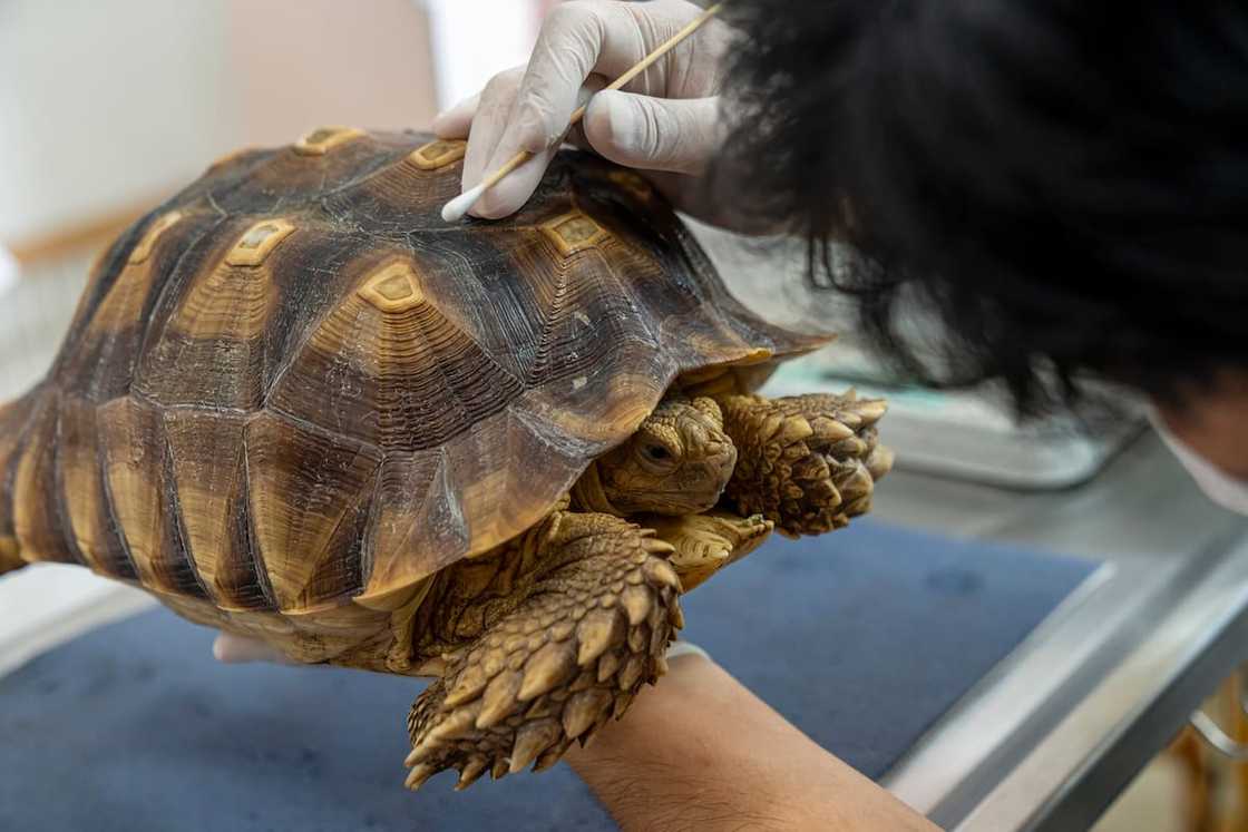 A Sulcata Tortoise or African spurred tortoise during a veterinary examination A Sulcata Tortoise or African spurred tortoise during a veterinary examination