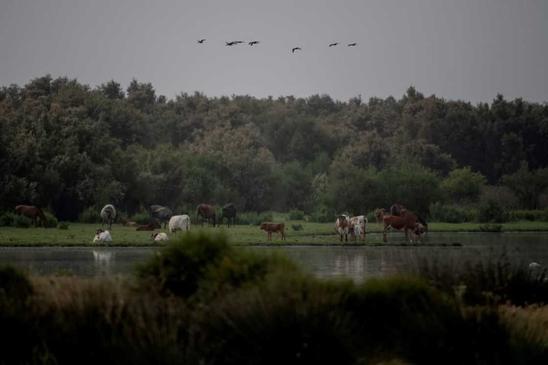 The park is on the migratory route of millions of birds The park is on the migratory route of millions of birds