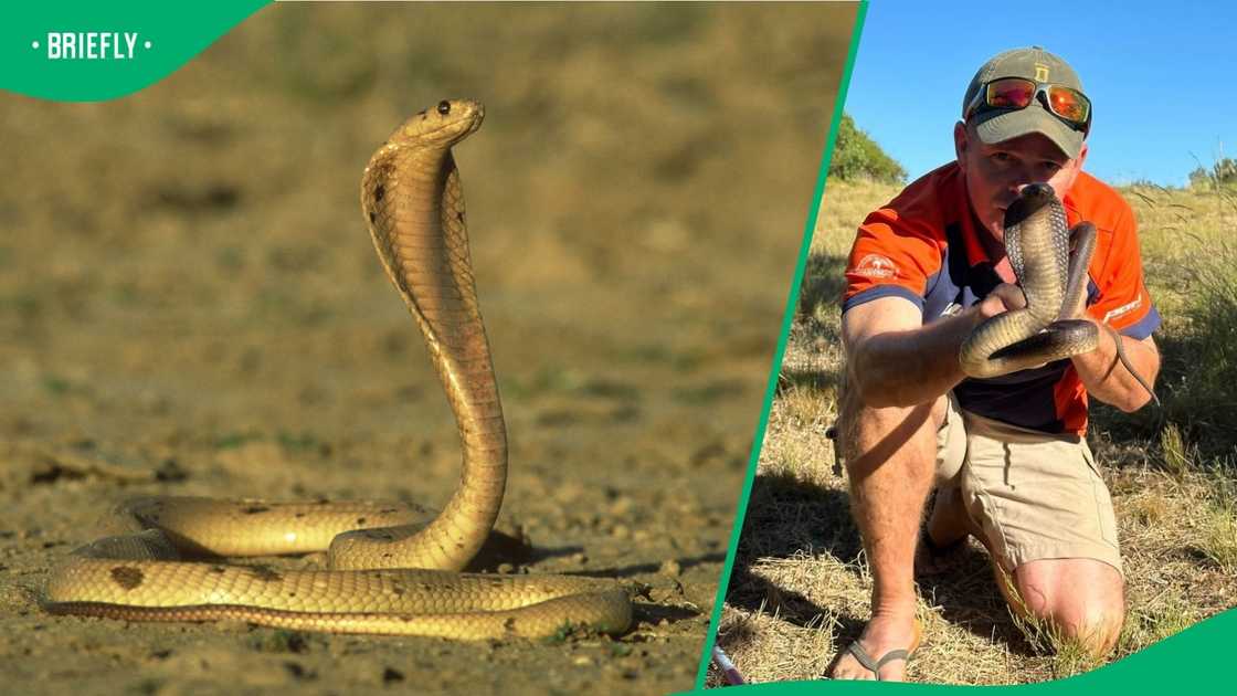 A snake handler shared tips for cobra encounters. A snake handler shared tips for cobra encounters.