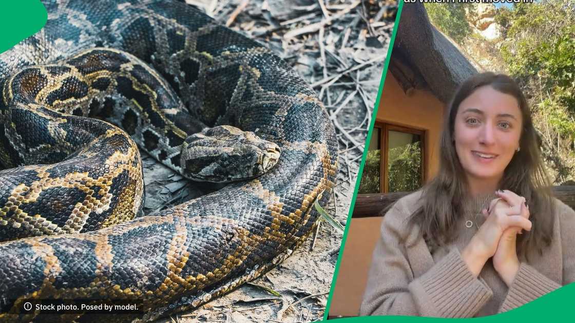 American in Zimbabwe finds snakes in new house American in Zimbabwe finds snakes in new house