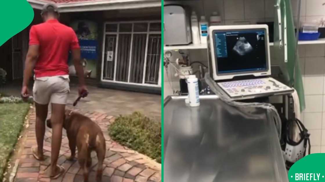 A TikTok video of a dog’s first pregnancy scan went viral, showing how pets are cherished as family in South African homes
