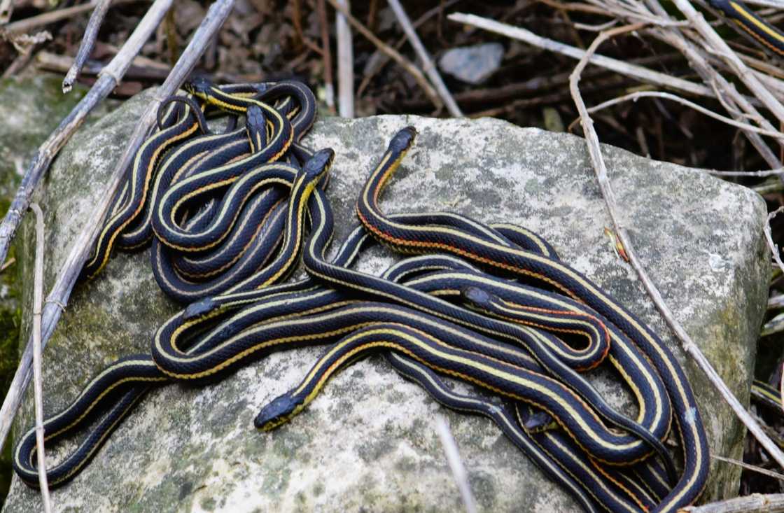 Snakes were strewn all over a Chinese village