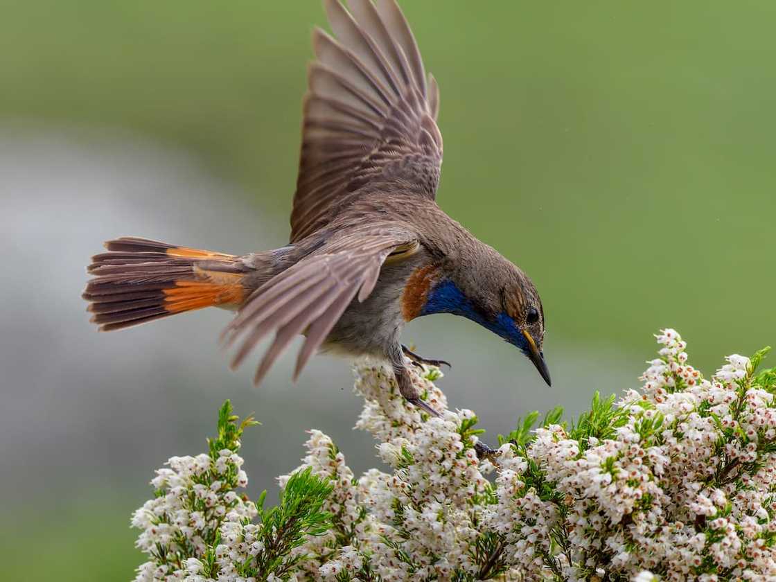 Nightingale posing with outstretched wings