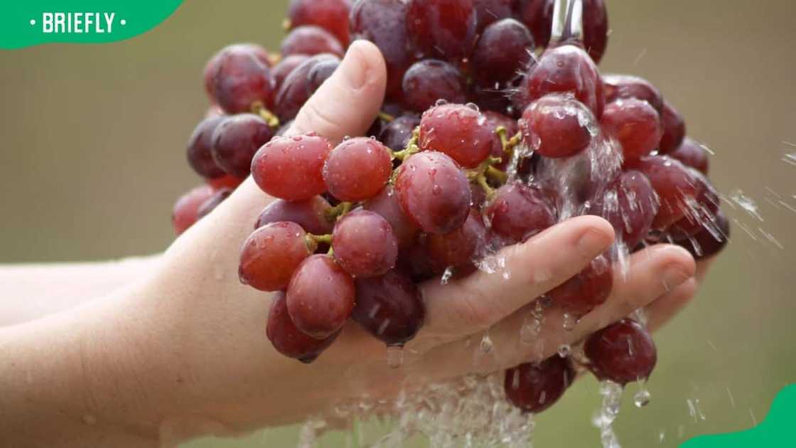 Washing grapes Washing grapes