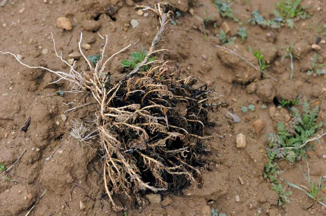 A bad weather-induced potato shortages has driven prices up sevenfold A bad weather-induced potato shortages has driven prices up sevenfold