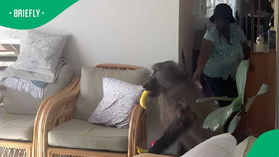 Domestic worker chases off baboon intruder in home video