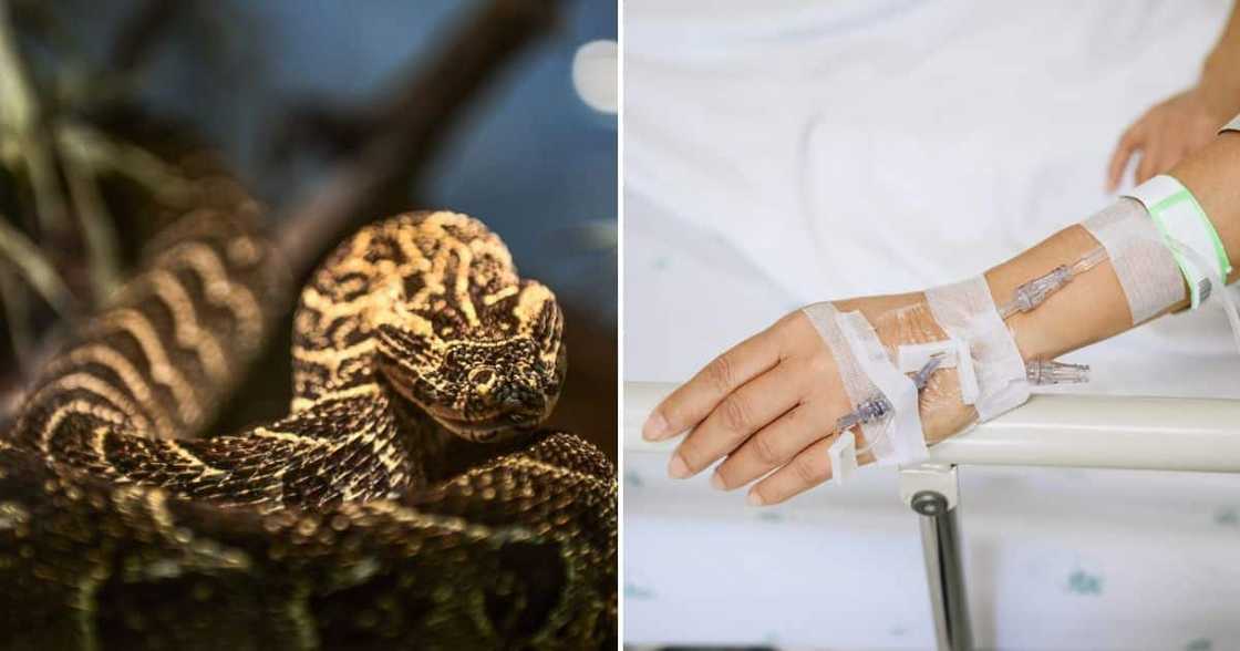 Berg Adder bites Drakensberg hotel guest