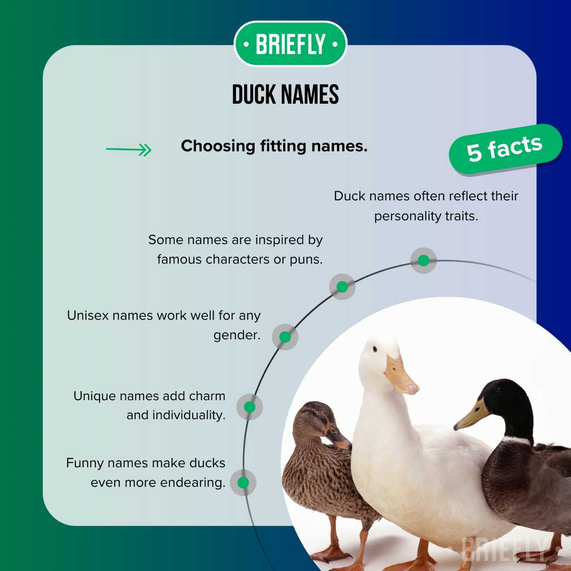 Facts about duck names