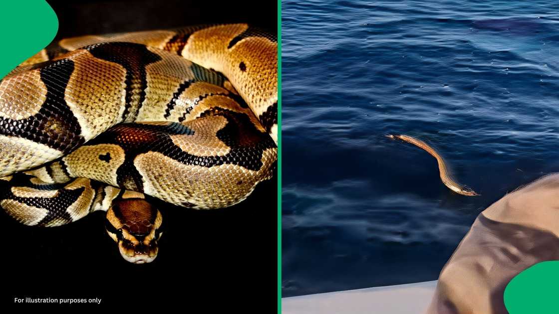 The large snake was seen gliding through the ocean current, far from any land The large snake was seen gliding through the ocean current, far from any land