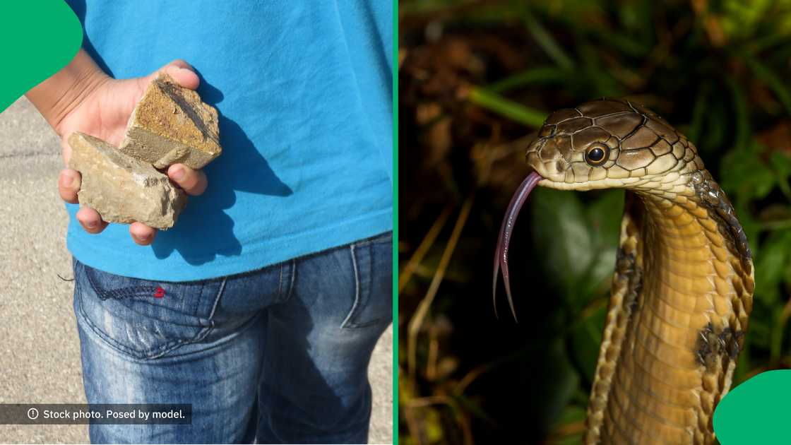 Folks online were shocked when a gent tried killing a snake with a massive rock.