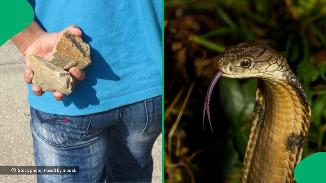 Folks online were shocked when a gent tried killing a snake with a massive rock. Folks online were shocked when a gent tried killing a snake with a massive rock.