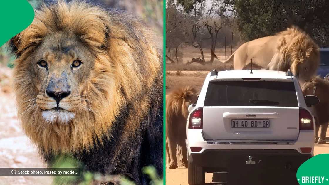 TikTok users were relieved to see that the people were unharmed and that the animals were also safe