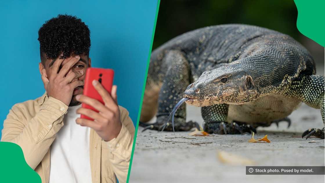A monitor lizard scared people online. A monitor lizard scared people online.