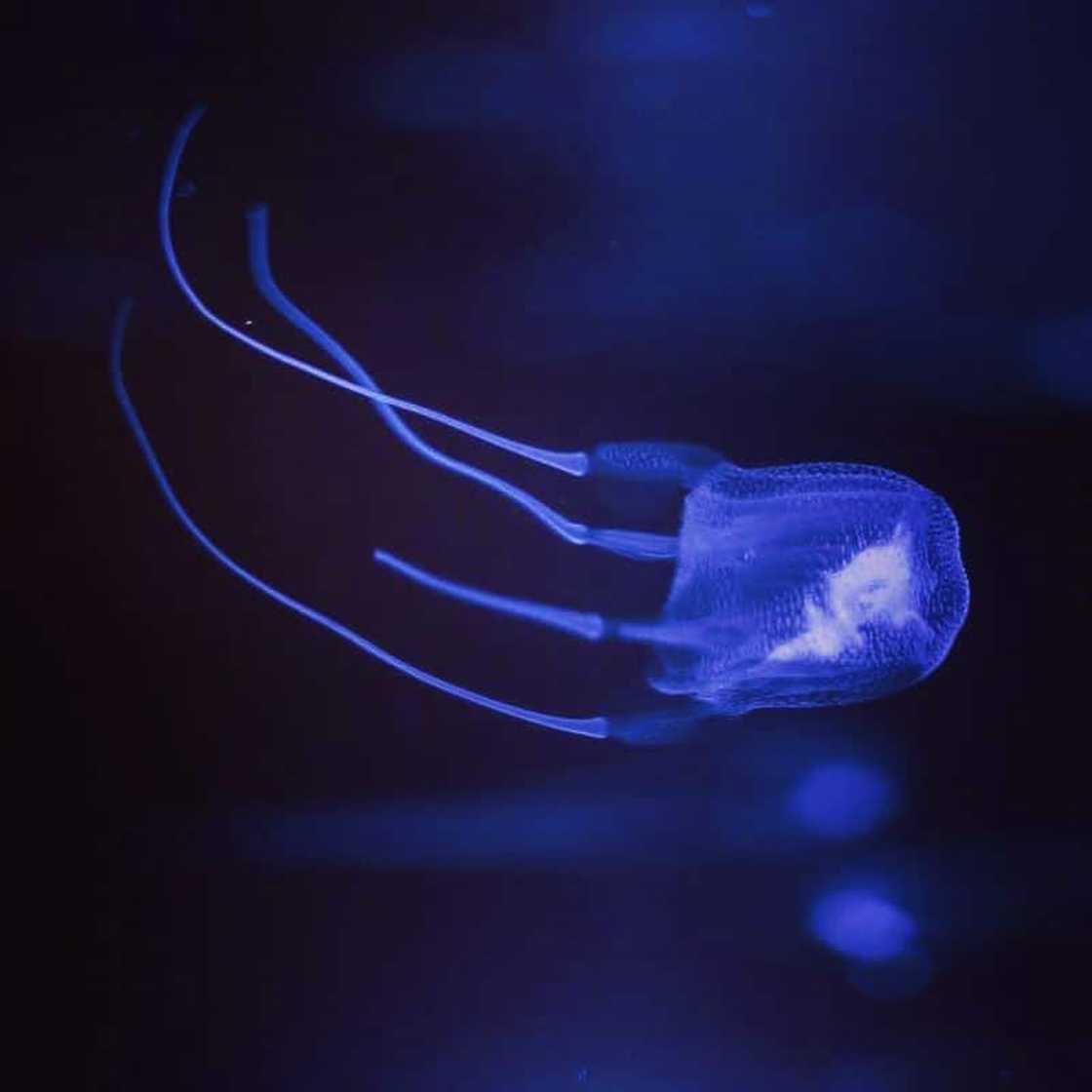 World's most dangerous animals in the world | Top 25 list World's most dangerous animals in the world | Top 25 list