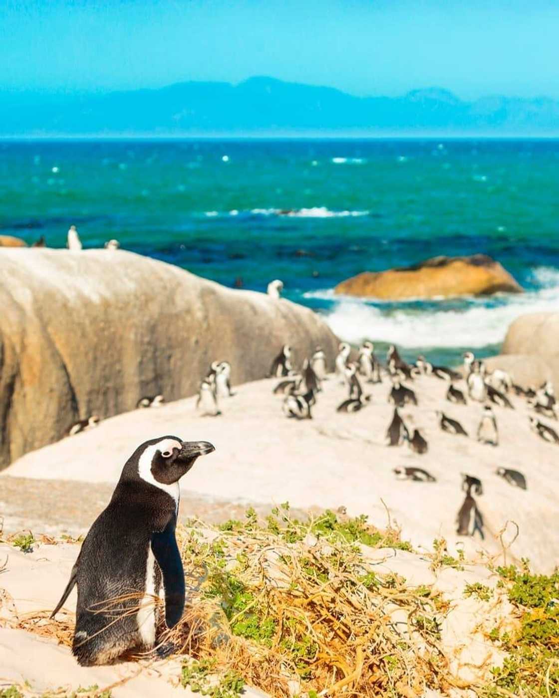 Top 20 extinct and endangered animals in South Africa with images Top 20 extinct and endangered animals in South Africa with images