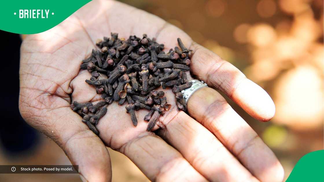 A hand holding a bunch of cloves.