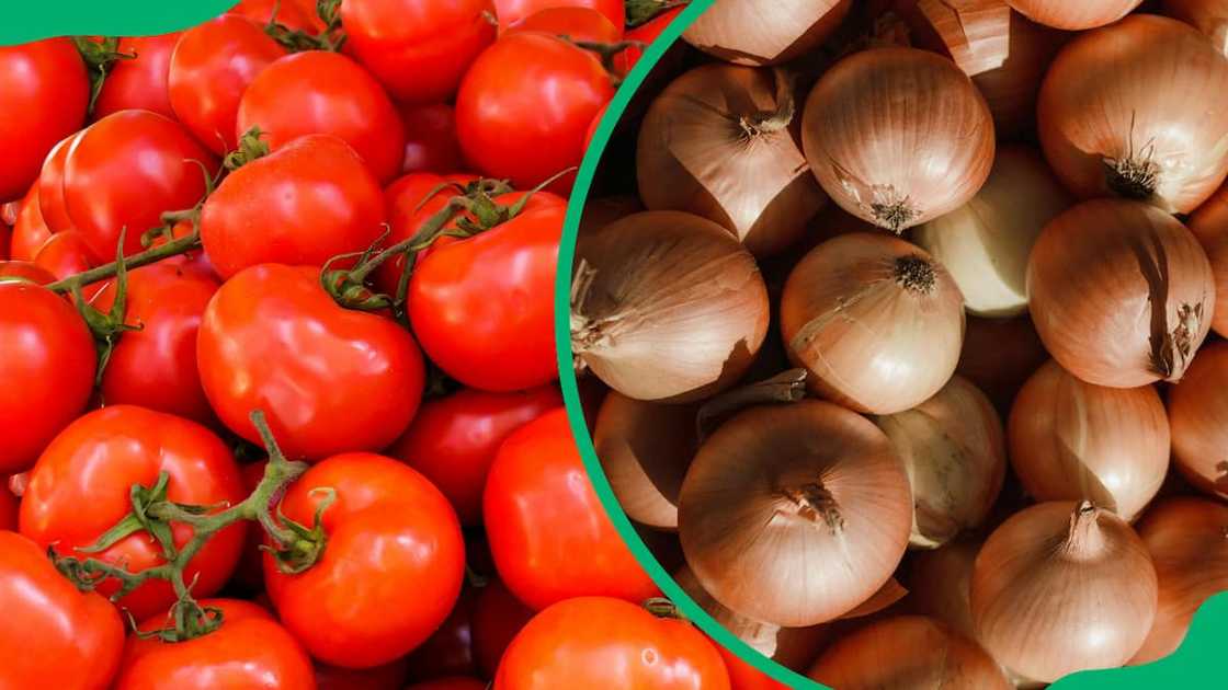 tomatoes and onions are among the most profitable vegetables to grow in South Africa tomatoes and onions are among the most profitable vegetables to grow in South Africa