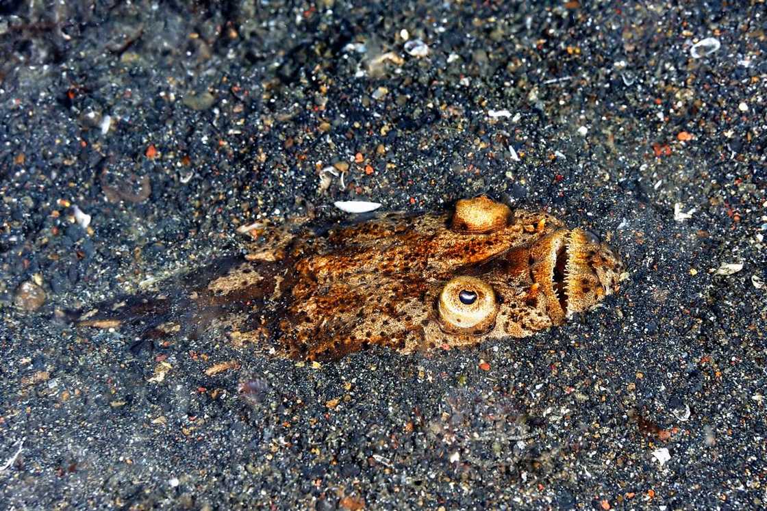 A picture of an scary stargazer hidden in the sand. A picture of an scary stargazer hidden in the sand.