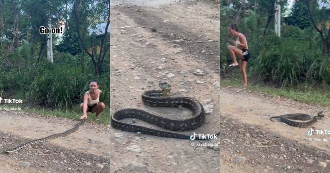 Woman tries to move snake with hands Woman tries to move snake with hands