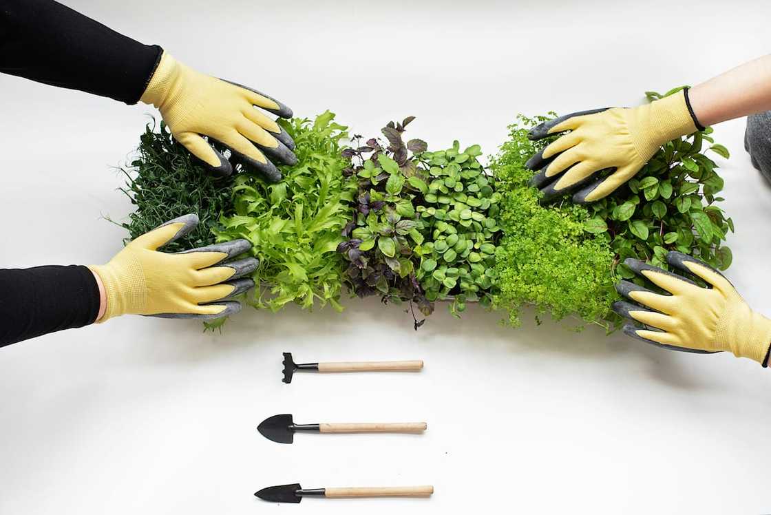 microgreens are the most profitable vegetables to grow in South Africa microgreens are the most profitable vegetables to grow in South Africa
