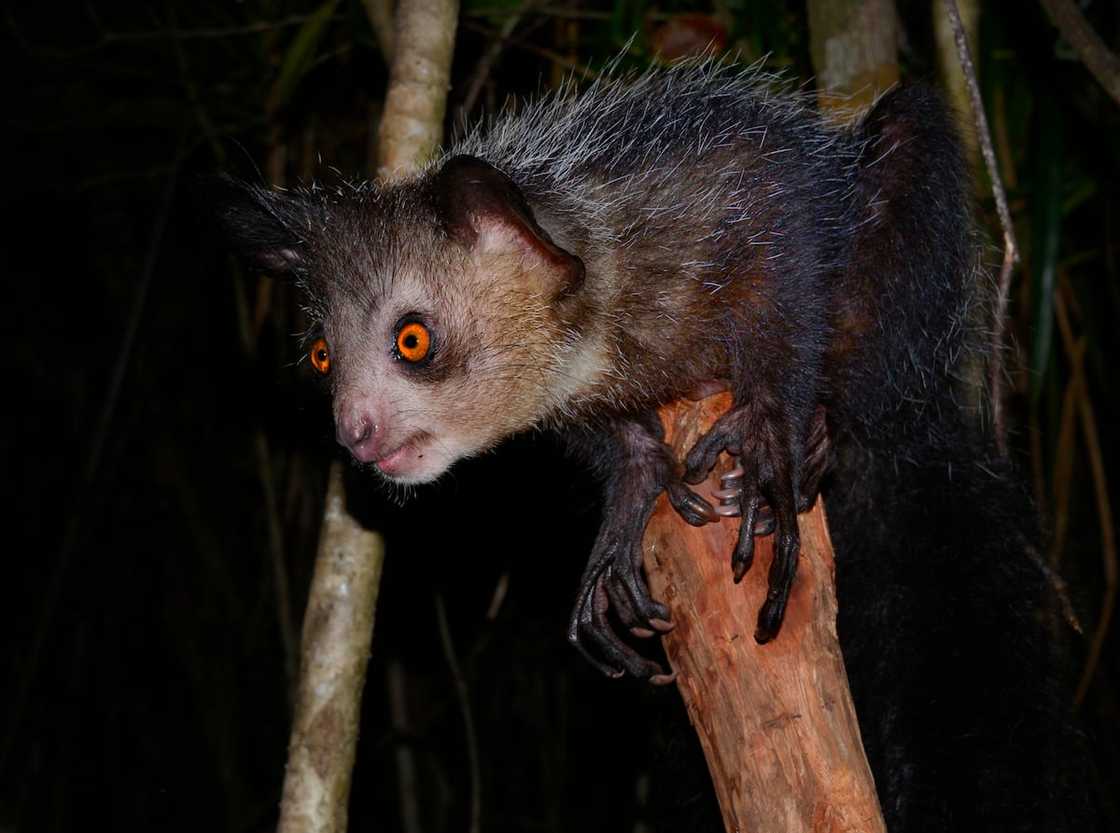 Aye-aye in West Masoala forests, Madagascar