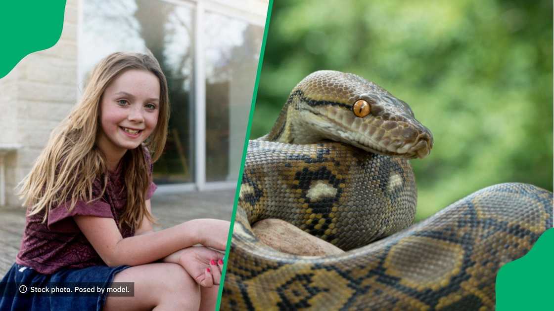 A little girl fought a python to rescue her pet guinea pig in a video. A little girl fought a python to rescue her pet guinea pig in a video.