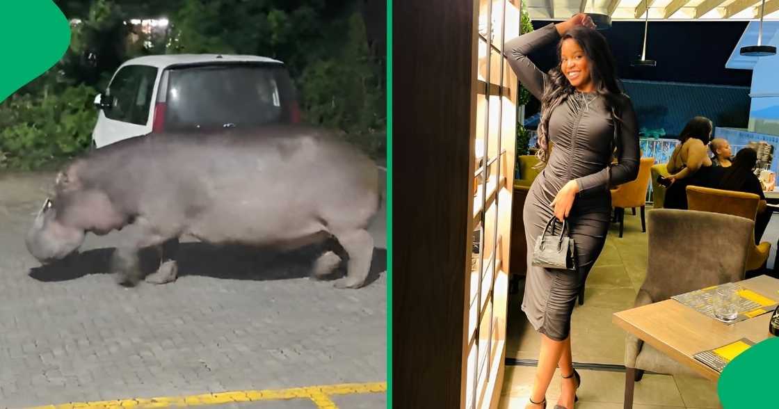 A woman spotted a hippo in St Lucia, leaving the internet stunned. A woman spotted a hippo in St Lucia, leaving the internet stunned.