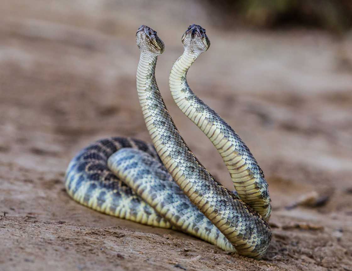 The video of a terrifying snake found in a car went viral on social media.