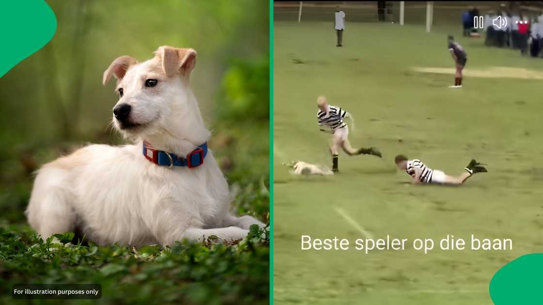 The animal showed off incredible speed as it ran circles around the stadium during the match