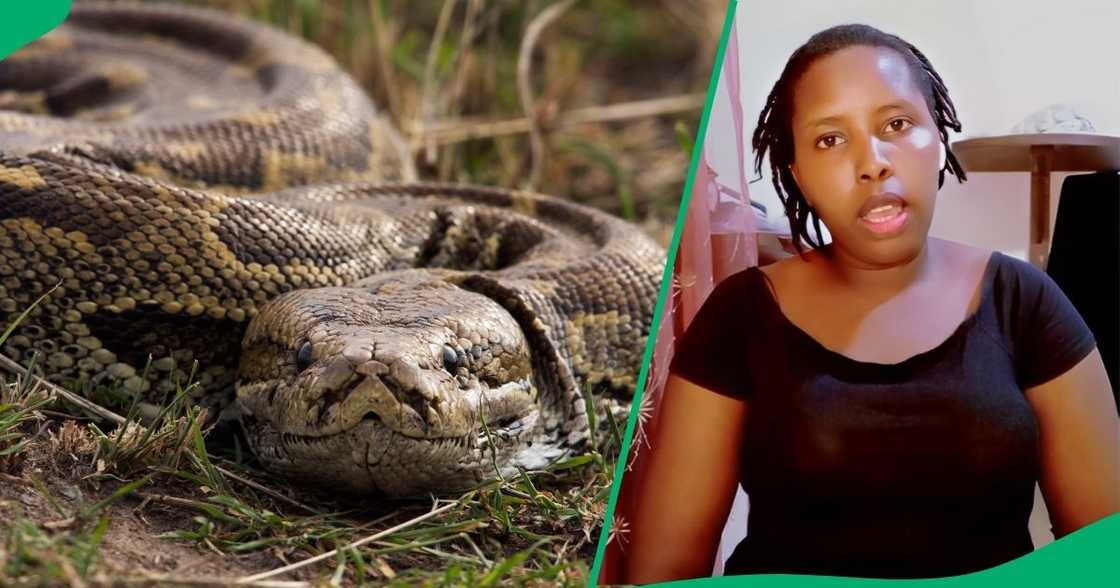 A video of a woman cleaning the kitchen with a huge snake slithering around