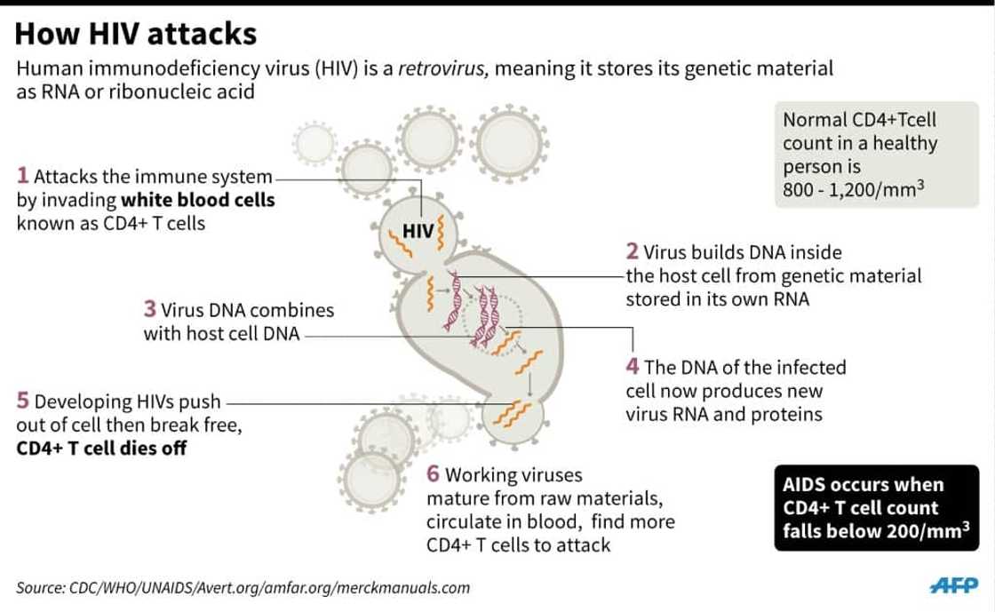 How HIV attacks