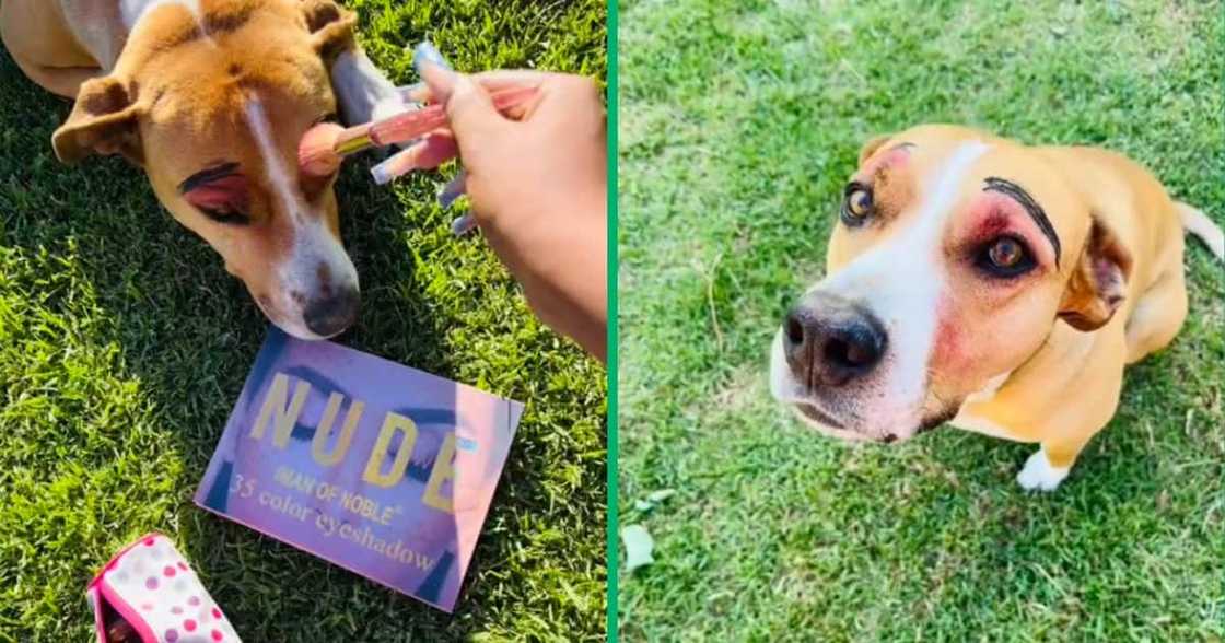 dog with makeup on face