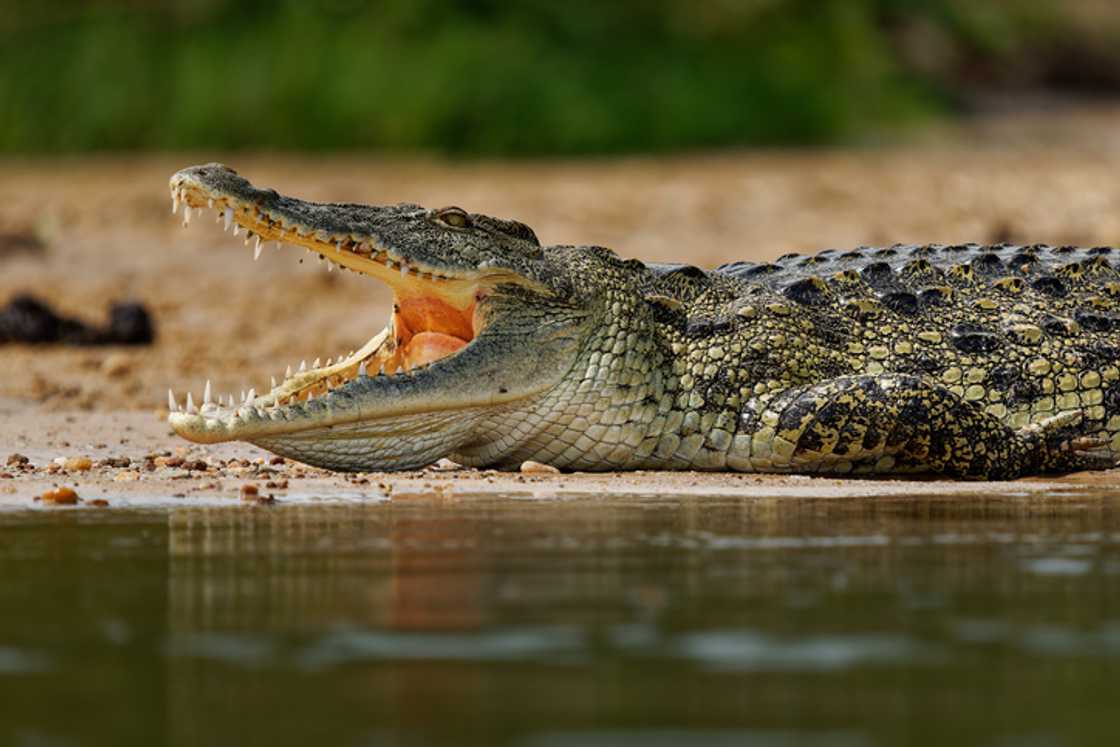 A group of taxi passengers were terrified as they passed through Crocodile River.