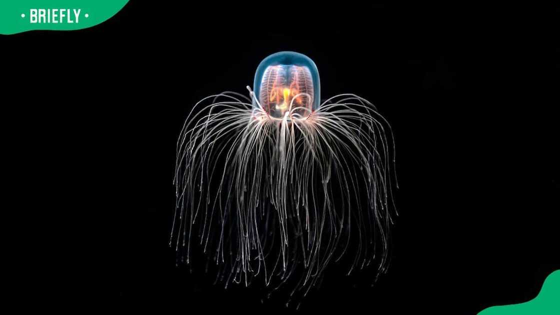 An immortal jellyfish on a black background An immortal jellyfish on a black background