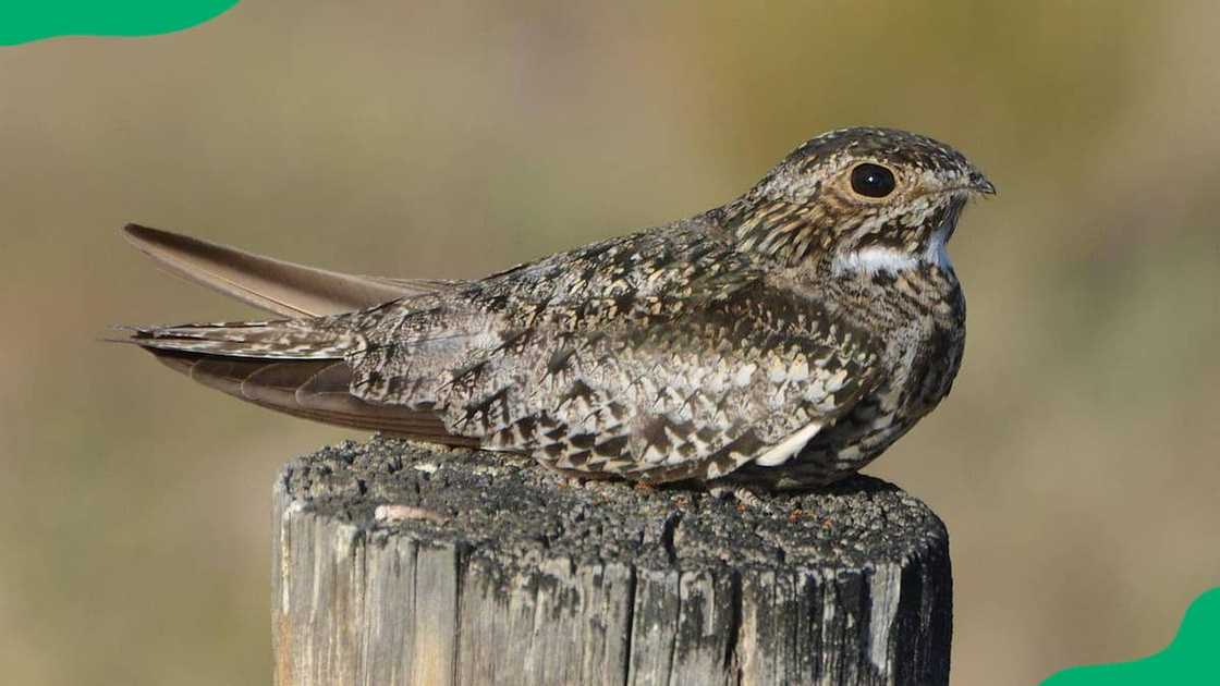 Nighthawk sitting on a dry wood