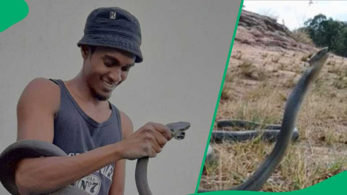 Black mamba attacks in video on Facebook Black mamba attacks in video on Facebook