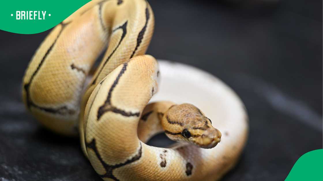 Vietnamese man’s snake confrontation at lake goes viral