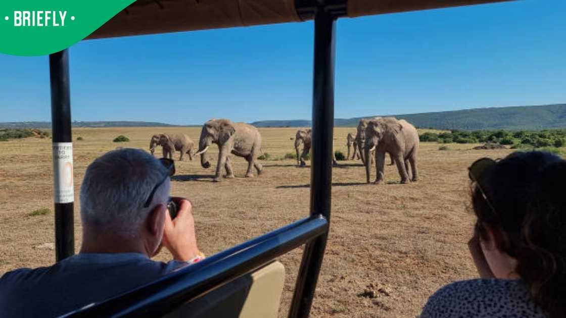 SA Safari SA Safari