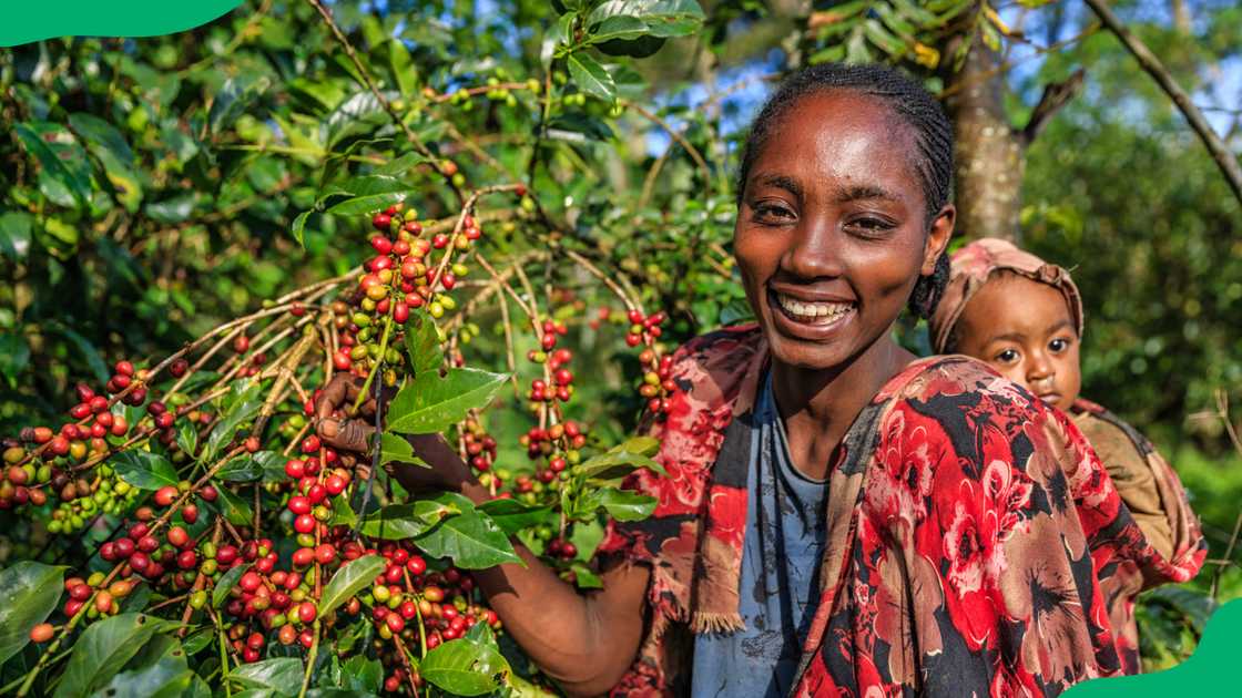 Geisha Coffee Geisha Coffee