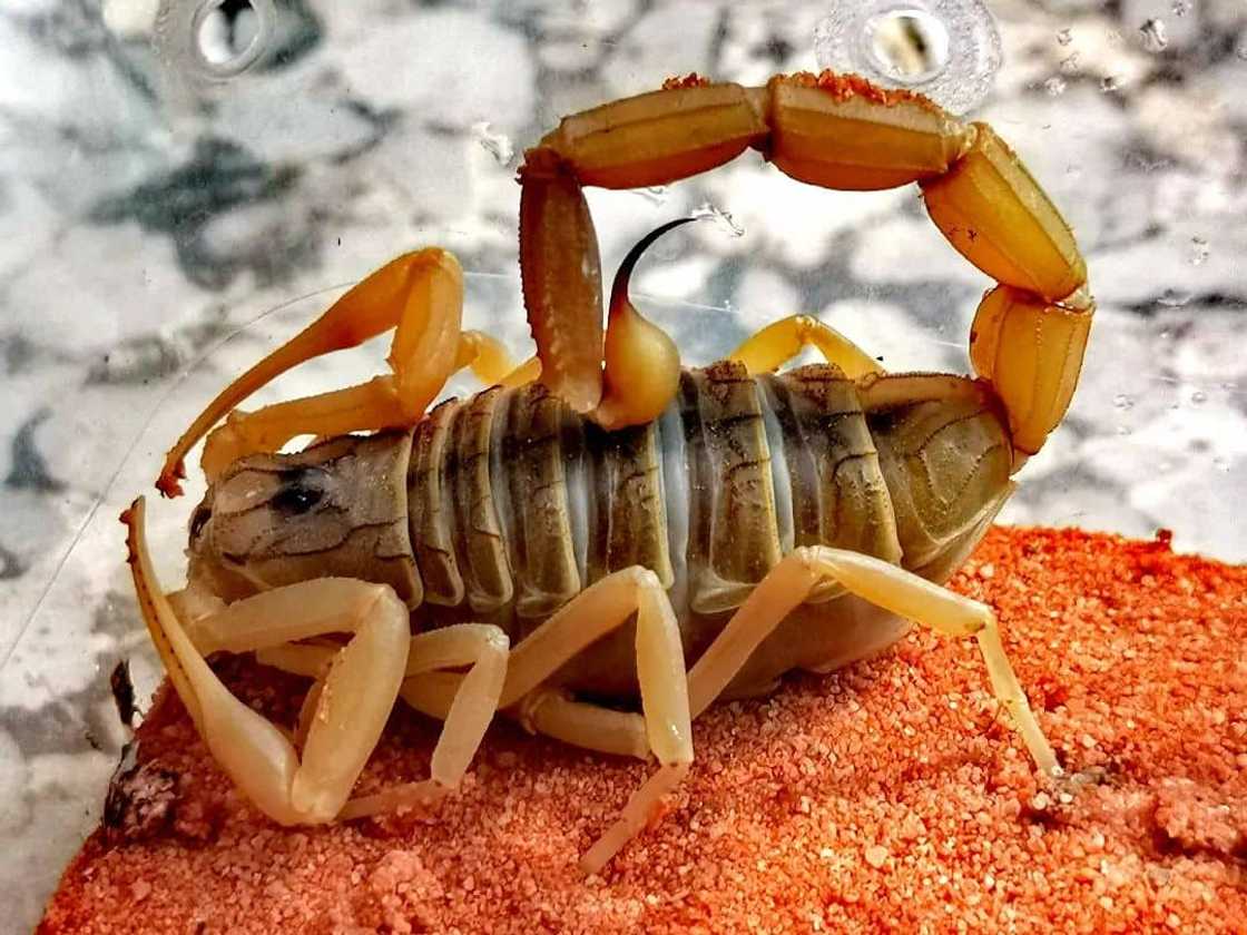 World's most dangerous animals in the world | Top 25 list World's most dangerous animals in the world | Top 25 list