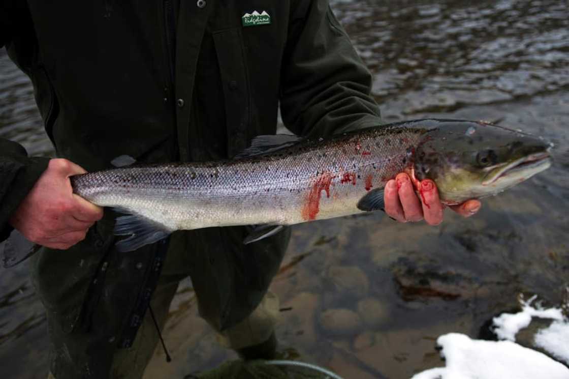 Last year's rod catch was the lowest number since records began, according to the Scottish government Last year's rod catch was the lowest number since records began, according to the Scottish government