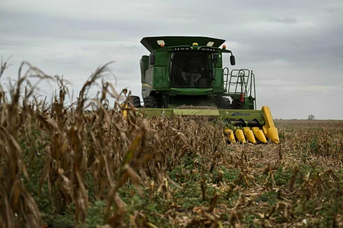 In the fields, the corn cobs are brown and crackly, the maize kernels small and irregular In the fields, the corn cobs are brown and crackly, the maize kernels small and irregular