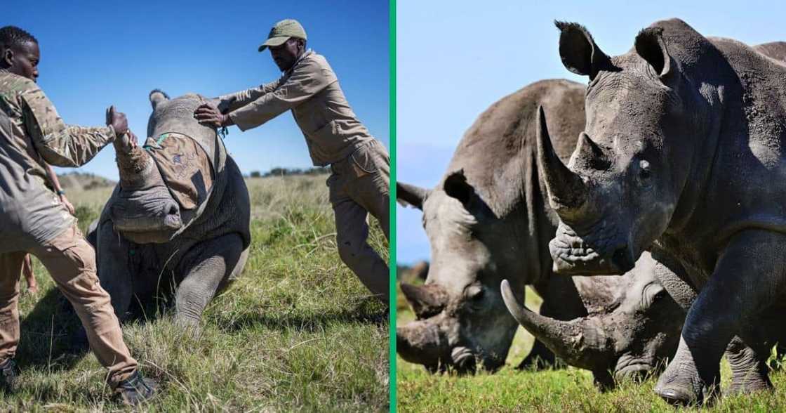 A poacher was caught at Hluhluwe-Imfolozi Game Park, KZN