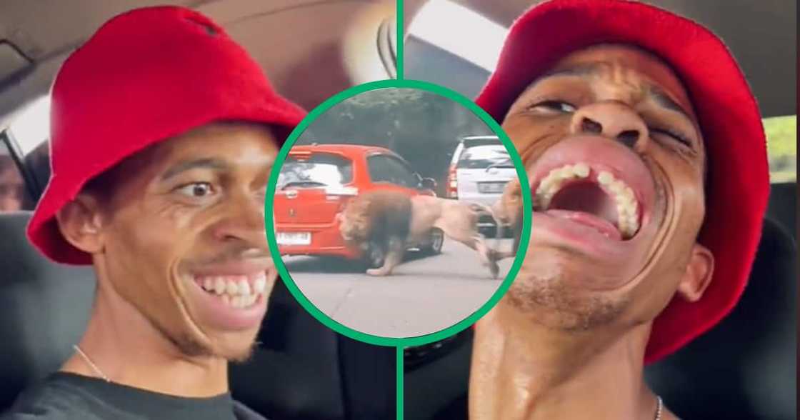 African comedian William Last's recent TikTok video has taken the internet by storm, featuring a hilarious skit involving a lion African comedian William Last's recent TikTok video has taken the internet by storm, featuring a hilarious skit involving a lion