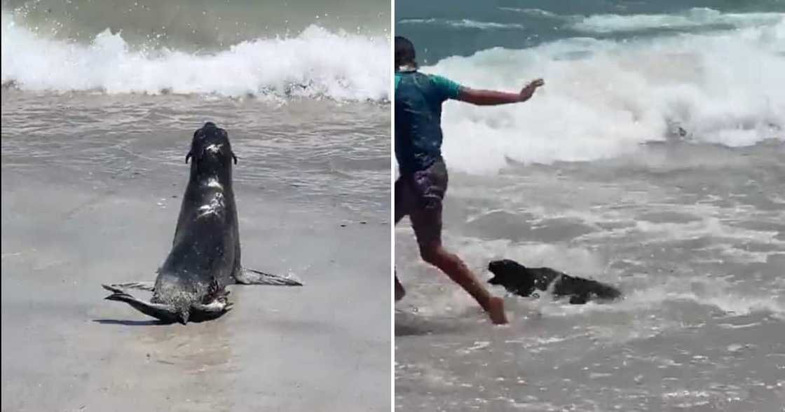 Clifton seal attack