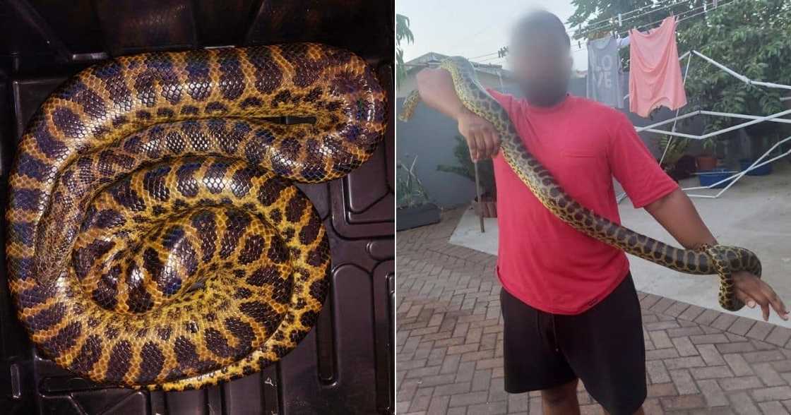 Anaconda, Phoenix, Durban, South Africa Anaconda, Phoenix, Durban, South Africa