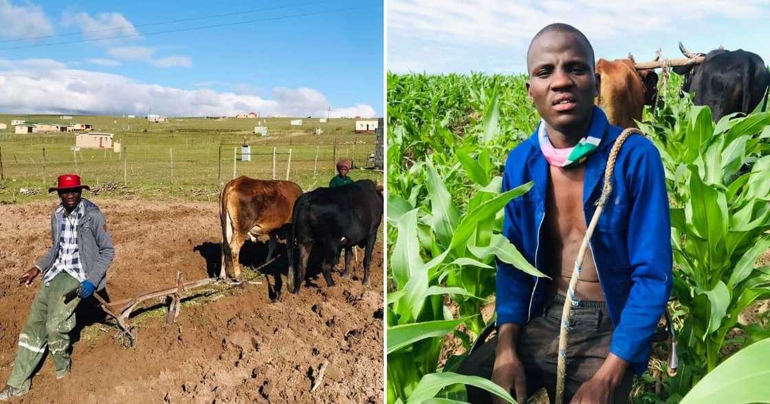 Farmer, Eastern Cape, South Africa