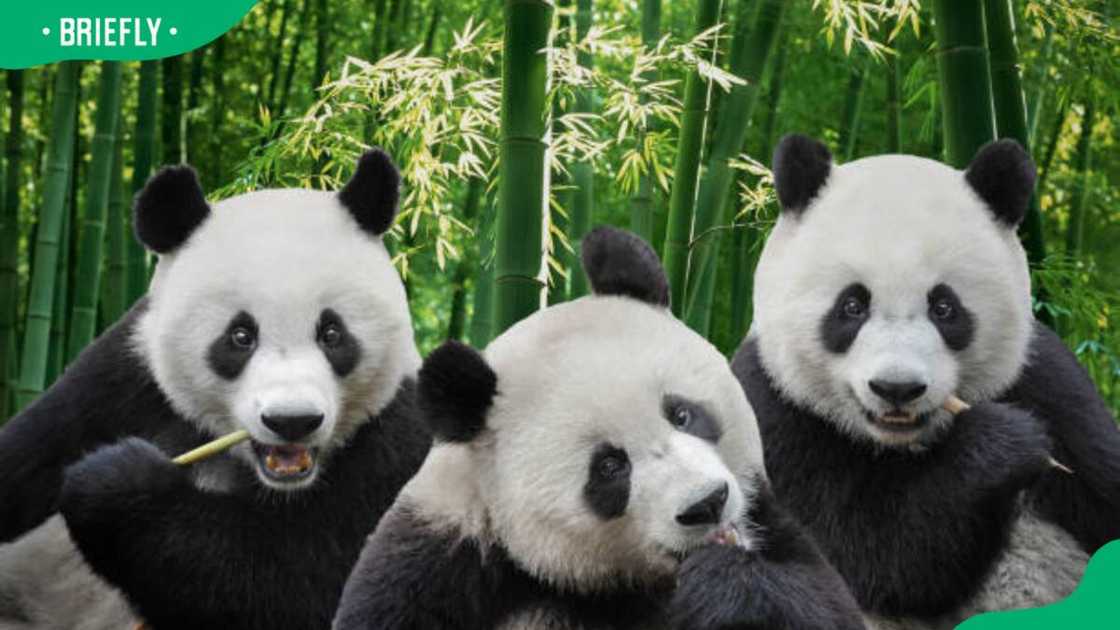 Three giant panda bears Three giant panda bears